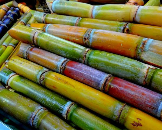 Sugarcane