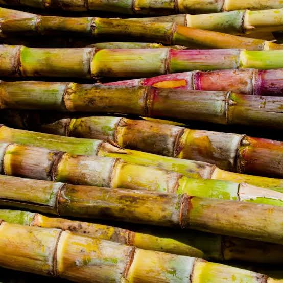 Sugarcane