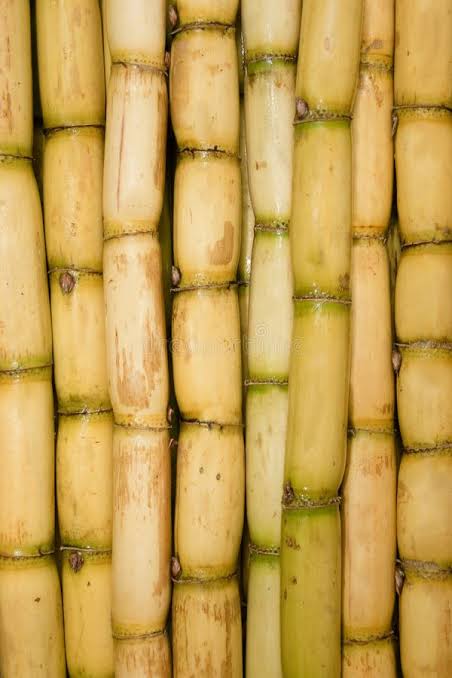 Sugarcane