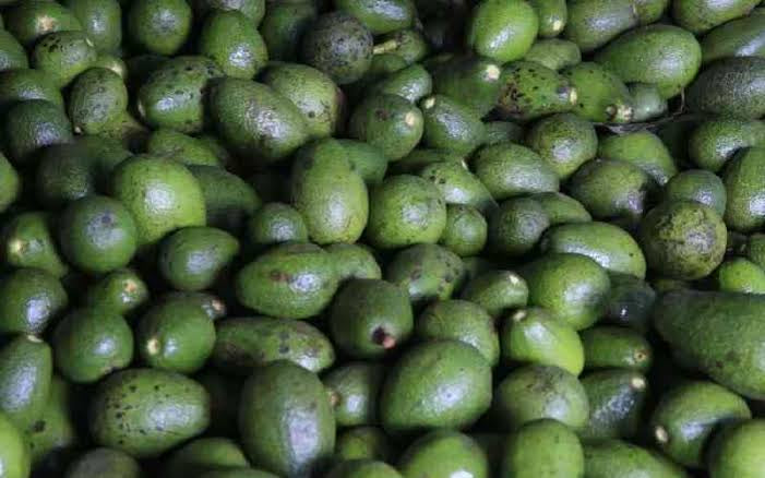 Avocado
