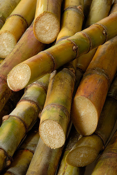 Sugarcane
