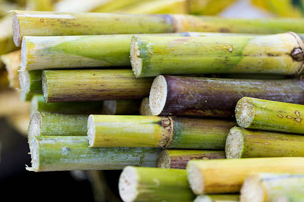 Sugarcane