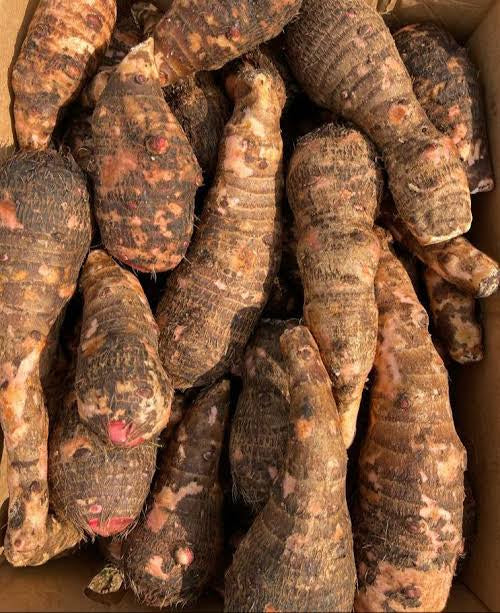 Coco yam